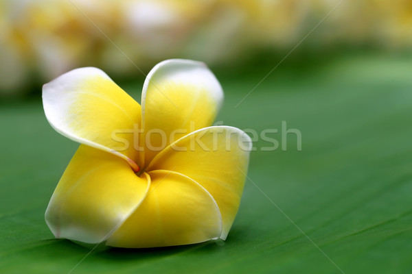 Close up of frangipani Stock photo © bdspn