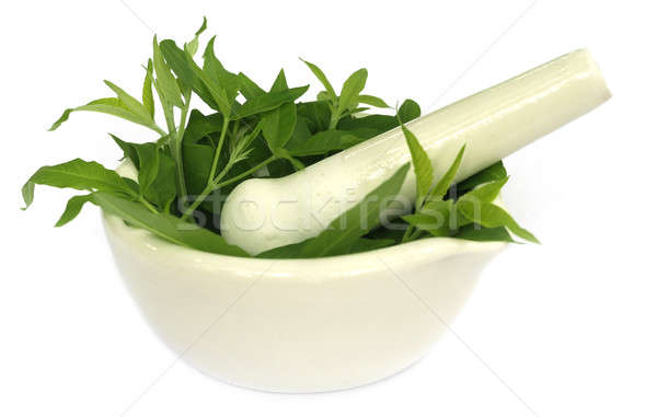 Medicinal Nishinda leaves with mortar and pestle Stock photo © bdspn