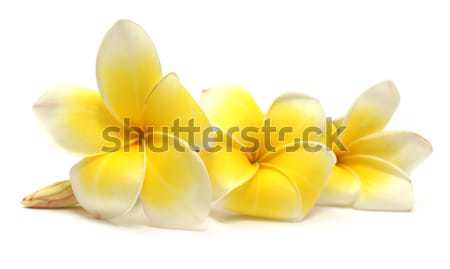 Tropical Frangipani Stock photo © bdspn