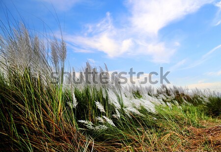 Saccharum spontaneum or Kans grass Stock photo © bdspn