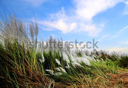 Stock photo: Saccharum spontaneum or Kans grass