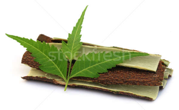 Stock foto: Blätter · Rinde · Baum · weiß · Textur