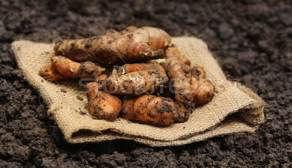 Di recente coltivato suolo terra farm bag Foto d'archivio © bdspn