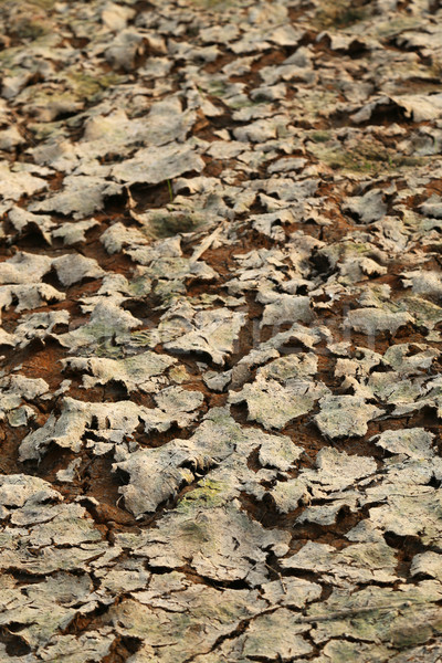 Crapat pământ abstract deşert vară model Imagine de stoc © bdspn
