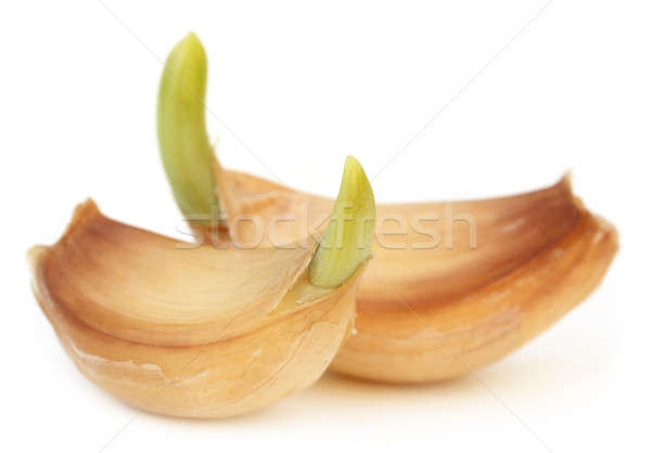Garlic bulb Stock photo © bdspn