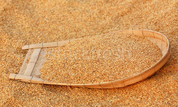 Cleaning of golden paddy seeds Stock photo © bdspn