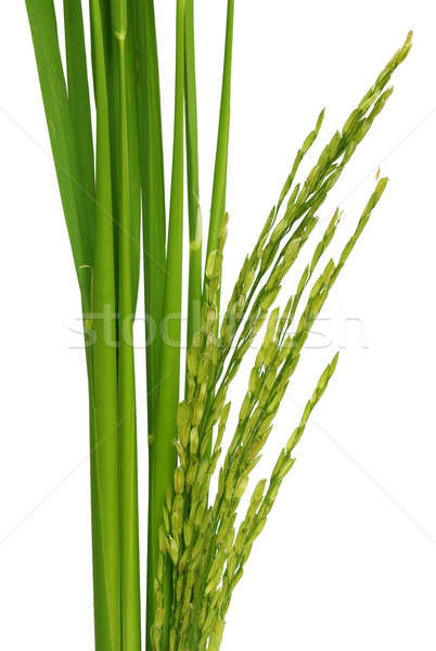Green paddy Stock photo © bdspn