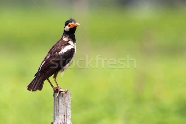 Stock photo: Young Asian Pied Starling