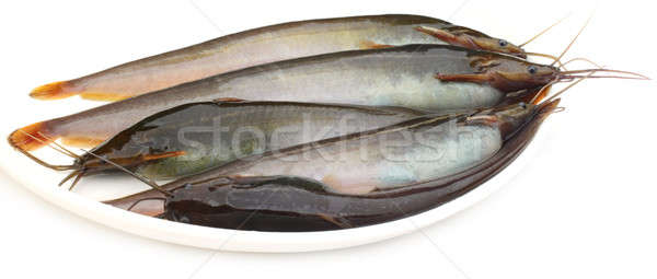Stinging Catfish of Southeast Asia Stock photo © bdspn
