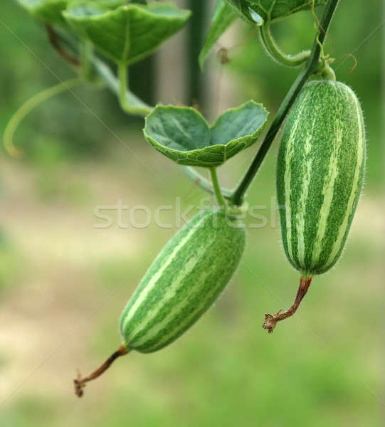 Green pointed gourd Stock photo © bdspn