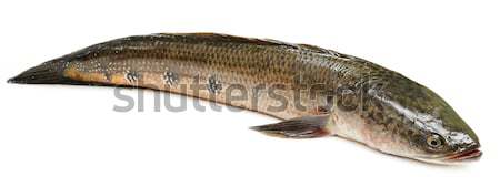 Channa marulius or Giant Snakehead Stock photo © bdspn