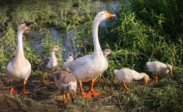 Foto d'archivio: Swan · famiglia · lago · baby · natura · bellezza