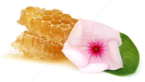 Honey comb with medicinal Nayantara Stock photo © bdspn