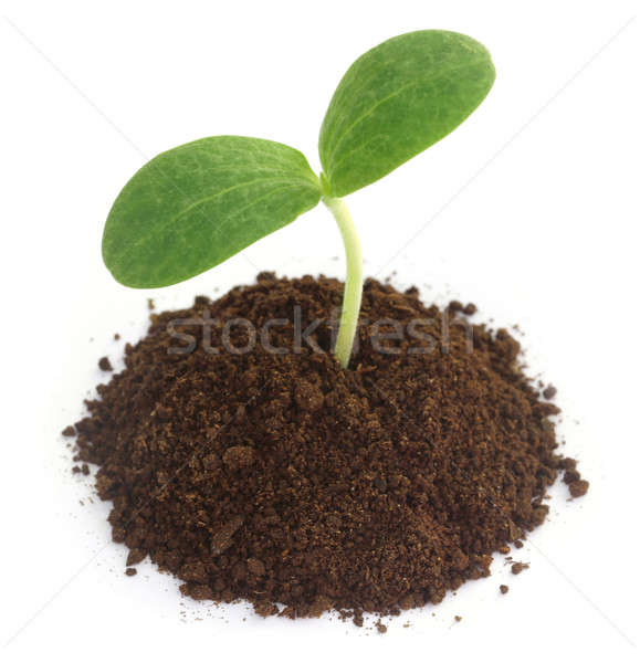 ストックフォト: カボチャ · 苗 · 土壌 · 肥沃な · 白 · 葉