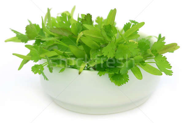 Frescos cilantro hojas tazón blanco alimentos Foto stock © bdspn