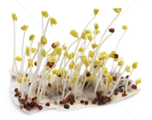 Kiemplant mosterd witte groene leven plant Stockfoto © bdspn