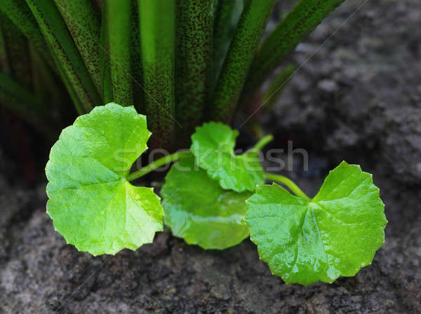 Stock photo: Medicinal thankuni in a garden