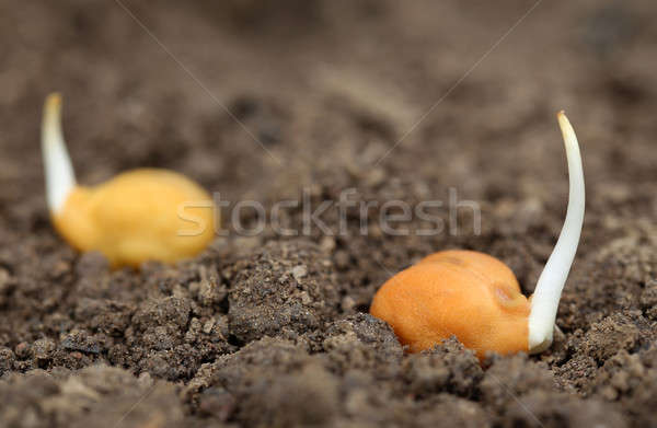 Plântula fértil solo foco padrão agricultura Foto stock © bdspn
