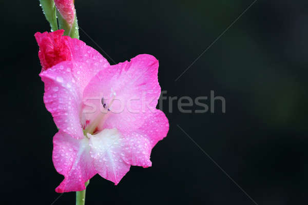 Gladiolus flower  Stock photo © bdspn