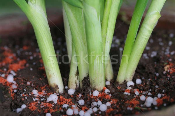 Ceapă plantă chimic ingrasamant sol primăvară Imagine de stoc © bdspn