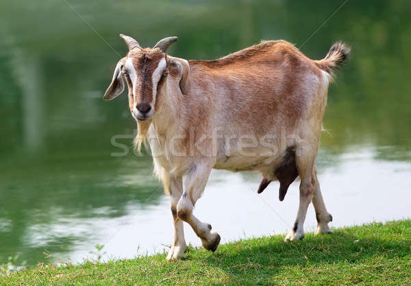 Goat beside a lake Stock photo © bdspn