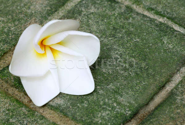 Frangipani Stock photo © bdspn