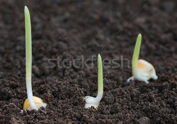 Corn germination on fertile soil Stock photo © bdspn