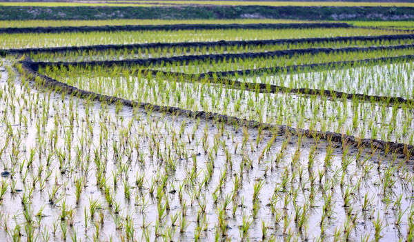 Vue cultivé domaine riz rural printemps [[stock_photo]] © bdspn