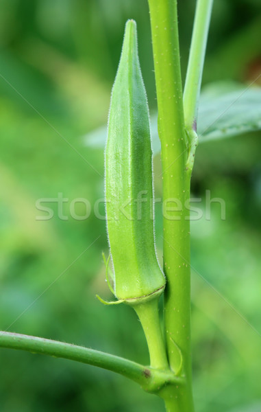 Green okra in plant Stock photo © bdspn