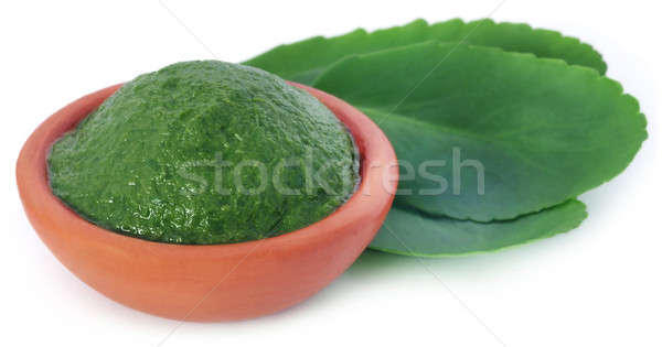 Mashed medicinal Kalanchoe leaves  Stock photo © bdspn