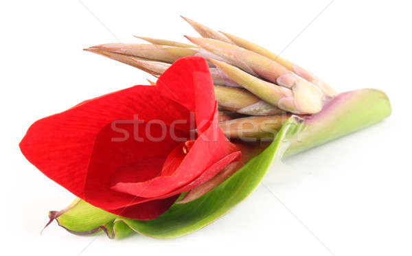 Kolaboti flower of Indian subcontinent Stock photo © bdspn