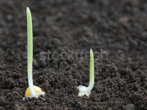 Corn germination on fertile soil Stock photo © bdspn