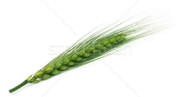 Vert blé blanche usine agriculture grain [[stock_photo]] © bdspn