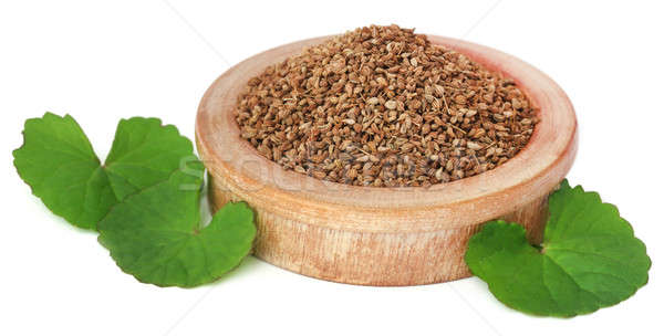 Stock photo: Ajwain seeds with thankuni leaves