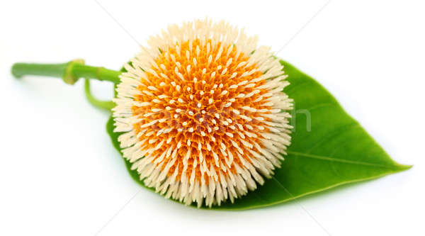 Neolamarckia cadamba or Kodom flower Stock photo © bdspn