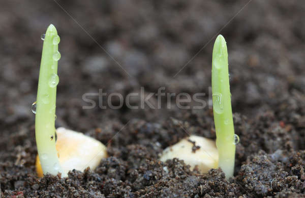 Porumb fertil sol grădină câmp Imagine de stoc © bdspn