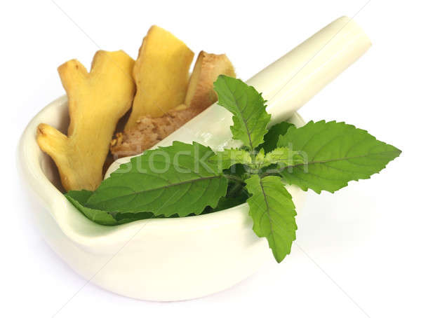 Stock photo: Medicinal herbs on mortar with pestle