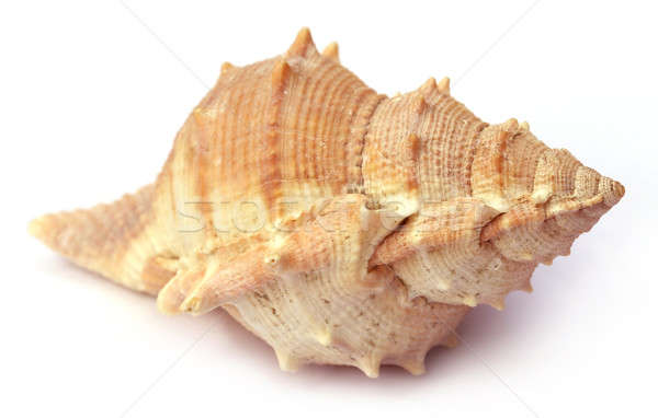 Snail shell Stock photo © bdspn