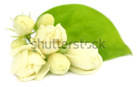 Stock photo: Jasmine flowers