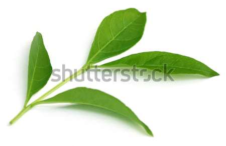 Leczniczy liści biały charakter tle zielone Zdjęcia stock © bdspn
