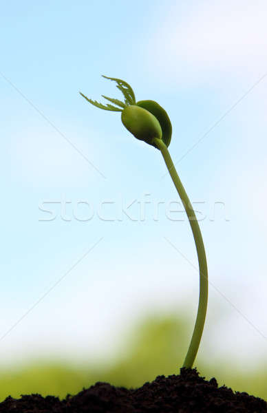 Bebé planta flor textura verde medicina Foto stock © bdspn