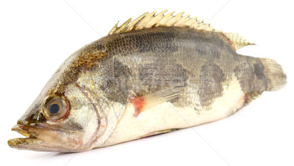 Mottled Nandus or veda fish Stock photo © bdspn