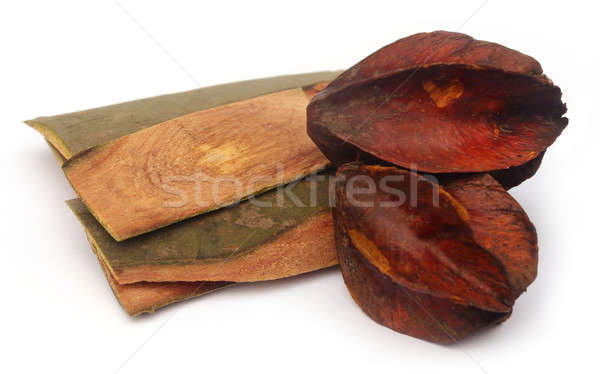 Medicinal Terminalia arjuna Stock photo © bdspn