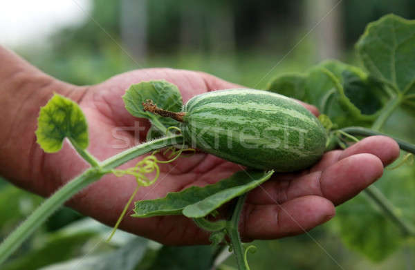 Stock photo: Hand holding green pointed gourd