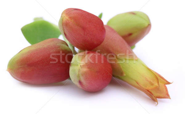 Kalanchoe flowers Stock photo © bdspn