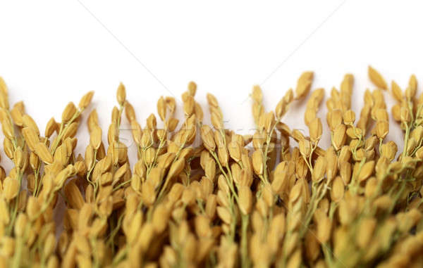 Stock photo: Golden paddy seeds