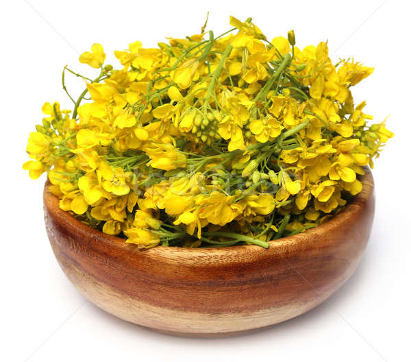  Mustard flower  Stock photo © bdspn