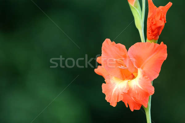 Gladiolus flower Stock photo © bdspn