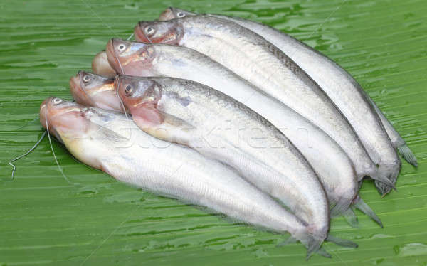 Foto d'archivio: Pesce · sud-est · asiatico · foglia · verde · sfondo · cena