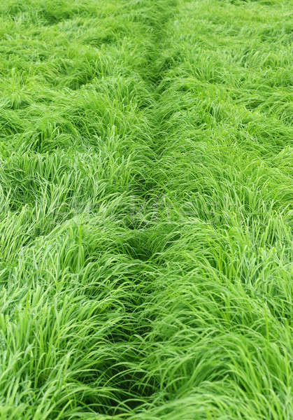 Herbe verte cultivé domaine herbe fond blanche Photo stock © bdspn